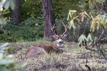 A large black-tailed buck lying down in a wooded area in Eugene, Oregon.