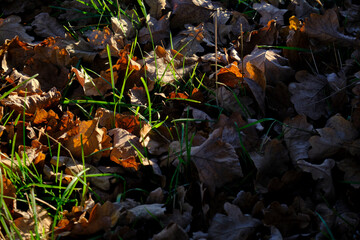 autumn leaves on the ground