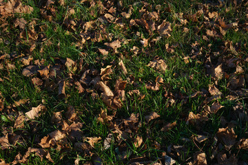 autumn leaves on the ground