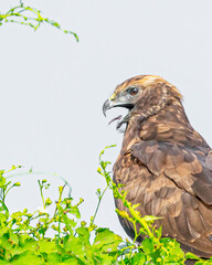A Close up of Marsh harrier