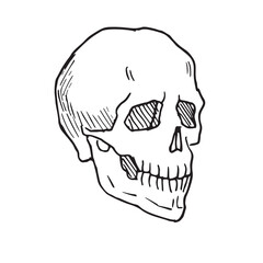 Skull Png Format With Transparent Background