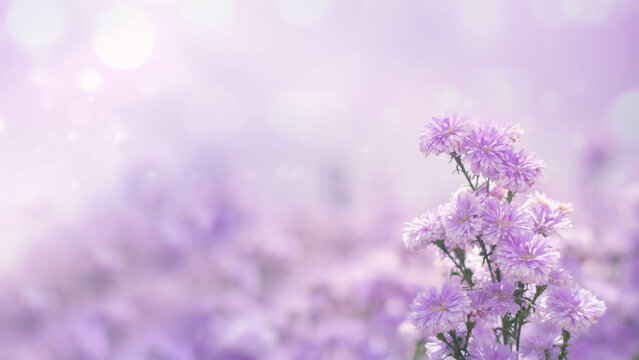 Purple flowers on a beautiful Blurred gentle sunlight background. Floral in frorest , free space for text. Romantic soft gentle artistic from nature image.