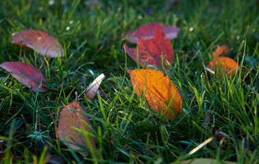 red and orange autumn leaf on grass, foliage background