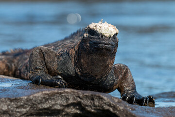marine iguana, basking, Santiago, Galapagos