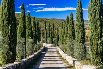 Poster Romantic scenic Tuscany countryside. Alley walk from cypresses trees, typical for tuscan region of Italy © Freesurf