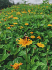 butterfly on a flower