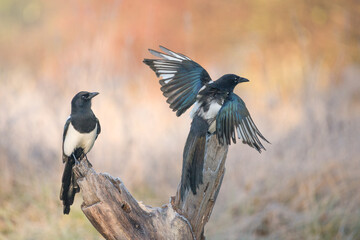 Sroki siedzące na pniu drzewa. © M