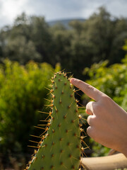 Naklejka premium cactus with thorns