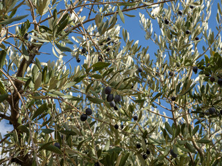 green olives on a tree