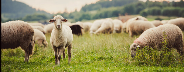 Herd of sheep on beautiful mountain meadow. 