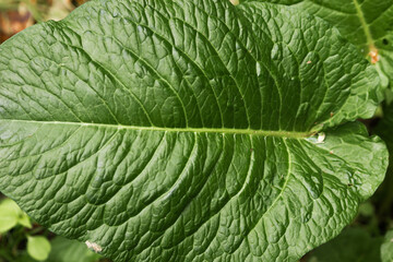 Natural plant texture of large green leaf of burdock, Arctium lappa in the spring forest. Leaf veins and ribs structure.