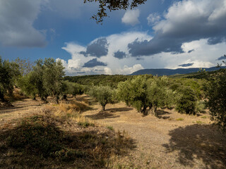 landscape with trees and clouds