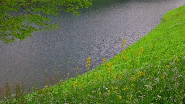 Fresh green plants and trees grow on the bank of the Imperial Moat along Uchibori Dori Avenue in Springtime on April 19. 2022 in Chiyoda ward, Tokyo, Japan.