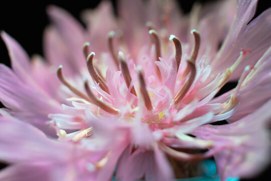 Floration-Bilder: Stock-Fotos & -Videos. | Adobe Stock