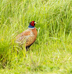 wildlife in Lille Vildmose nature reserve