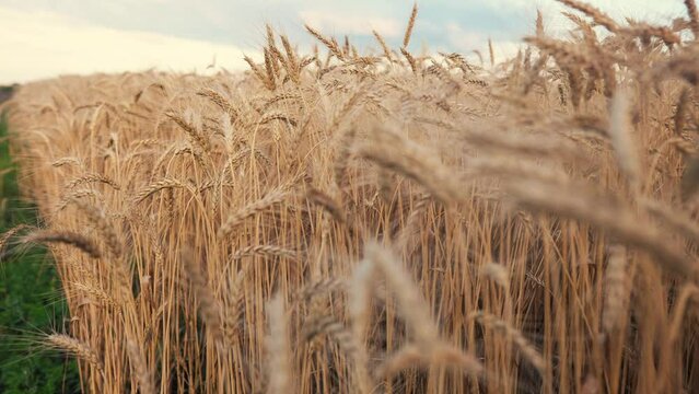 ars of wheat on the field during sunset. farming wheat harvesting agribusiness concept. walk in a large wheat field. big harvest of wheat in lifestyle summer on the field landscape