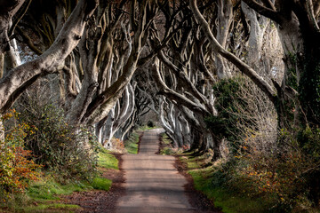 The Dark Edges, popular tree tunnel used as Game of Thrones location. Ballymoney, Northern Ireland
