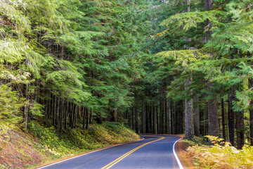 Obraz premium Scenic road through the autumn forest in the Mount Rainier National Park, Washington