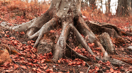 big roots sink like wooden fingers of an alien monster into the ground covered with red autumn...