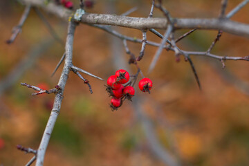 Bare branches of grapes with ripe red berries