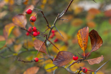 Bare branches of grapes with ripe red berries