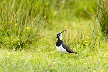 wildlife in Lille Vildmose nature reserve