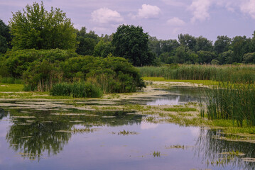 Flood meadows