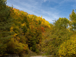 Autumn landscape Fallen leaves and red autumn maple trees Autumn forest