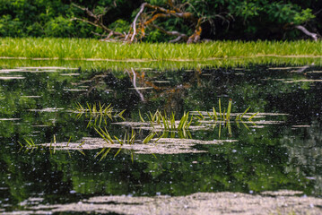 Forest Lake. Mid summer. Reflection in water.
