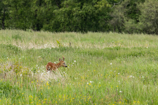 Wildlife In Lille Vildmose Nature Reserve