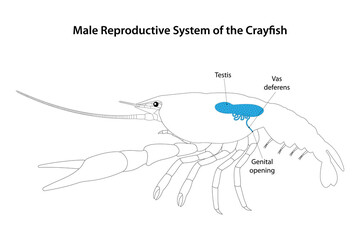 Obraz premium Male Reproductive System of the Crayfish