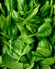 Fresh green baby spinach leaves.