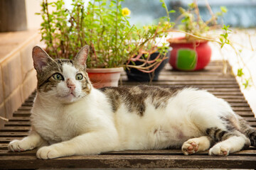 Um gato deitado em uma espreguiçadeira com algumas plantas ao fundo. - obrazy, fototapety, plakaty