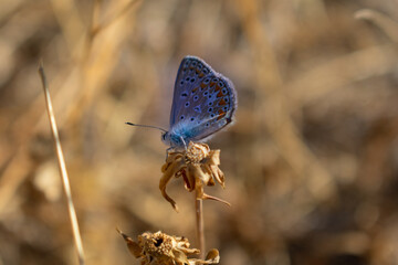 butterfly on a flower
