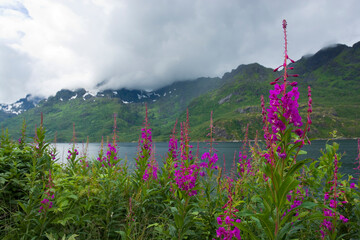 Pink blooming flowers on the coast of Tengelfjorden, Lofoten, Norway © Mariusz Świtulski