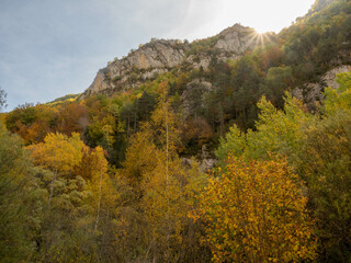 Fototapeta premium Autumn landscape Fallen leaves and red autumn maple trees Autumn forest
