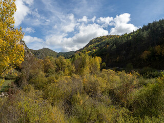 Autumn landscape Fallen leaves and red autumn maple trees Autumn forest