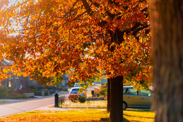 Selective focus of golden yellow, orange leaves on the tree in the morning with warm sunlight, Colourful leaf in fall season along the street in countryside with blurred houses and car parked.