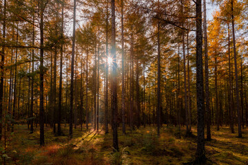 Landscape view of tree trunks in the wood with warm sunlight, A pine is any conifer in the genus Pinus of the family Pinaceae and the subfamily Pinoideae, Countryside forest in Autumn, Netherlands.