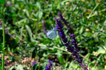 blue butterfly on a flower