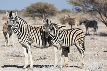 Obraz na płótnie Canvas Steppenzebras (Equus quagga) im Etoscha Nationalpark in Namibia. 