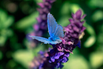 butterfly on a flower