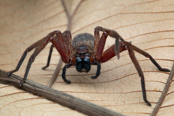 Huntsman spiders closeup on dry leaves, Huntsman spiders closeup, Indonesian spiders
