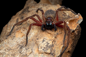 Huntsman spiders closeup on wood, Huntsman spiders closeup, Indonesian spiders