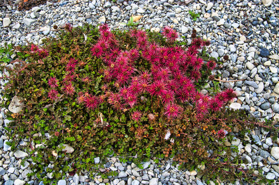 The alpine Acaena microphylla (or bidibid, piripiri, New Zealand-bur), a small herbaceous, prostrate perennial flowering plant in the rose family Rosaceae
