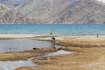 Migratory bird on the Pangong Tso in India