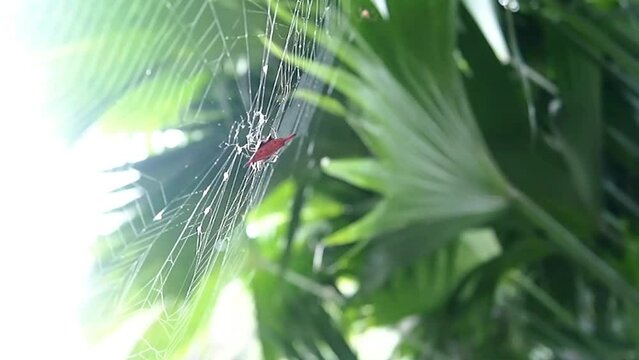 Gasteracantha web with dew drops
