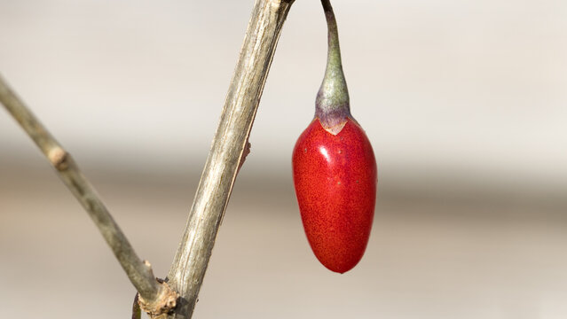 single goji berry on a branch close-up