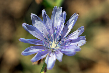 Fototapeta premium close up of a flower