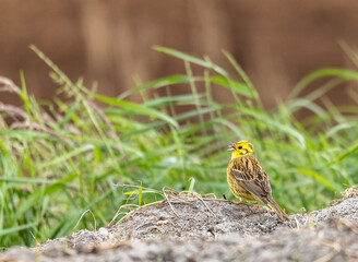 wildlife in Lille Vildmose nature reserve